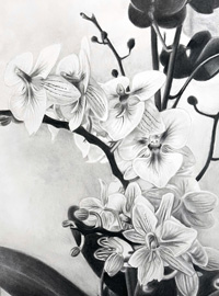 A black and white charcoal drawing depicting orchid flowers.